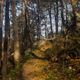 Illustration for article titled Fall photo dump